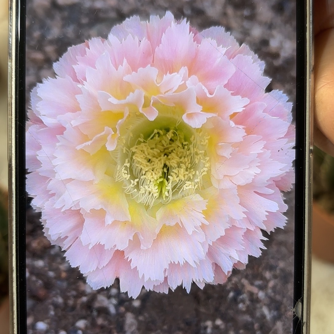 彩草颜如玉8公分左右