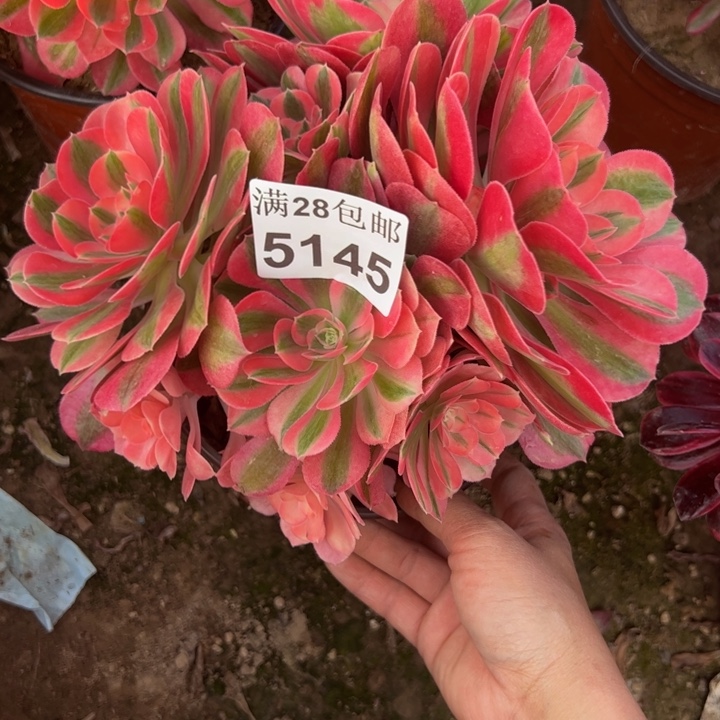 5145女巫多肉植物