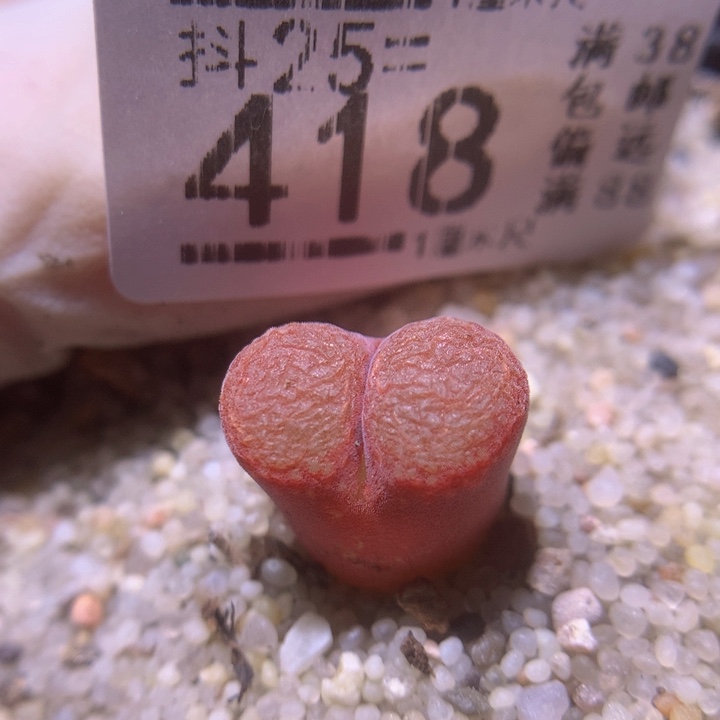 精品生石花25.418