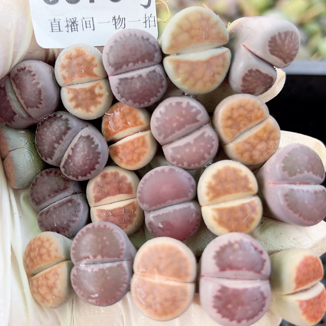 8376 好养易活生石花大母本20个