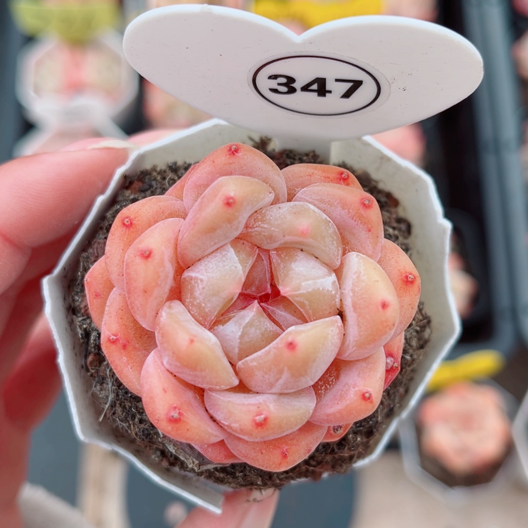 347号小老桩糖心单头