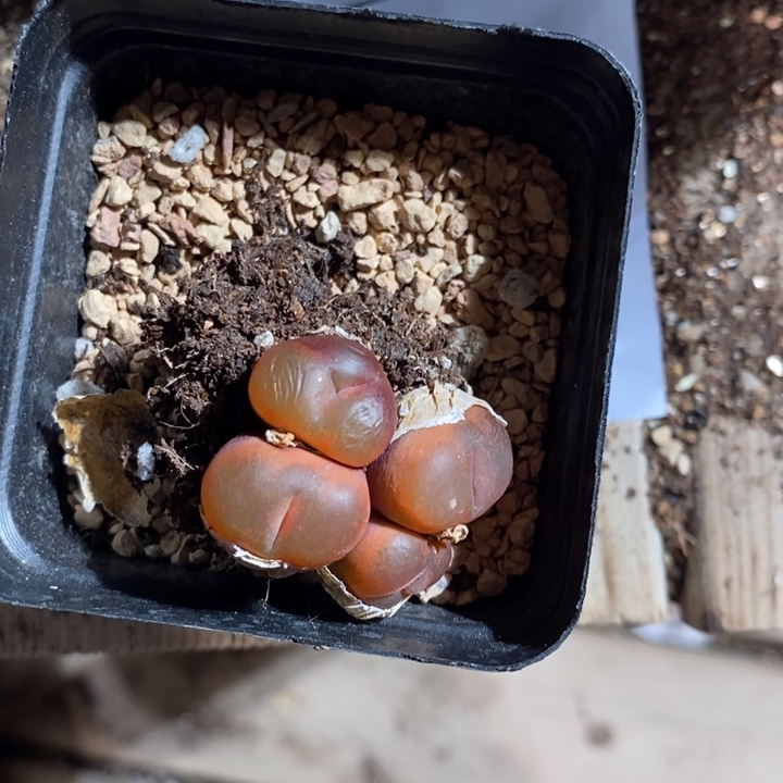 ᥇***ᦔ12364。         变异。     