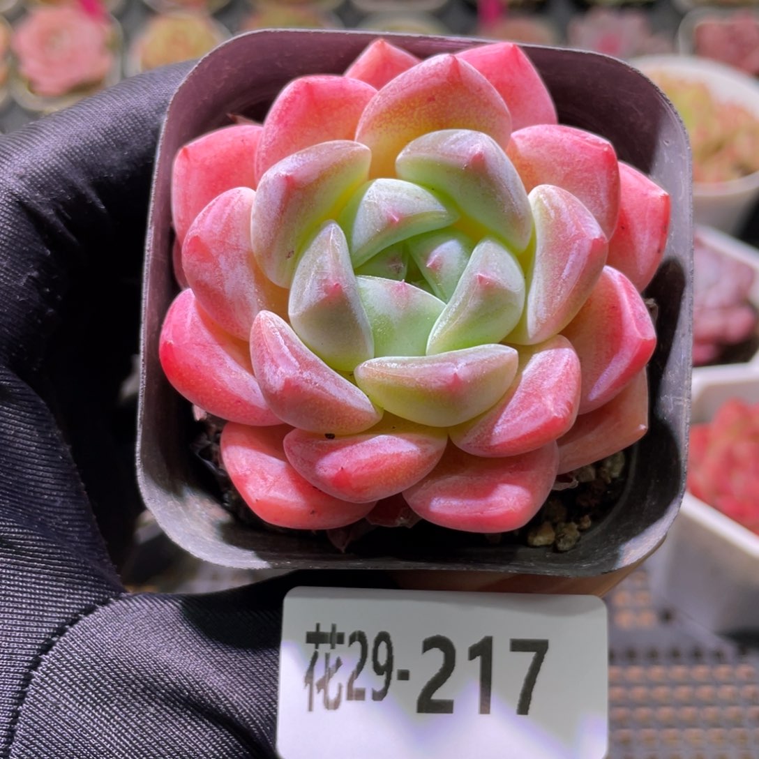 花利美29-217冰糖