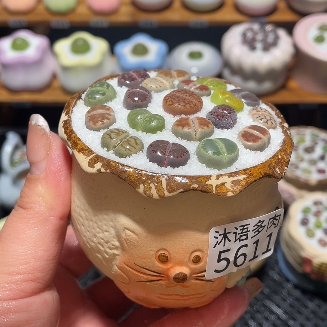 带盆土植物 一物一拍5611