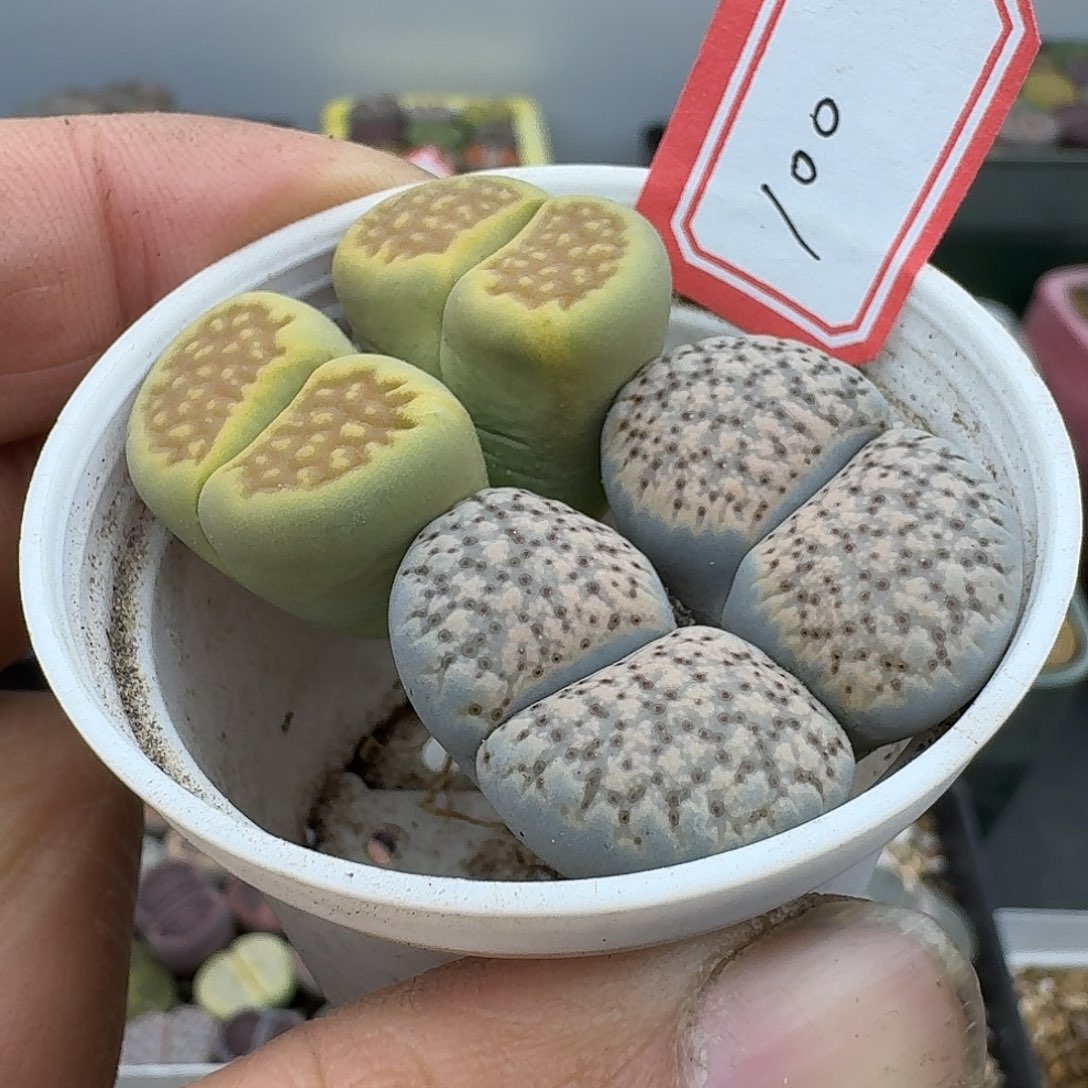 100多肉哈哈哈哈哈哈哈