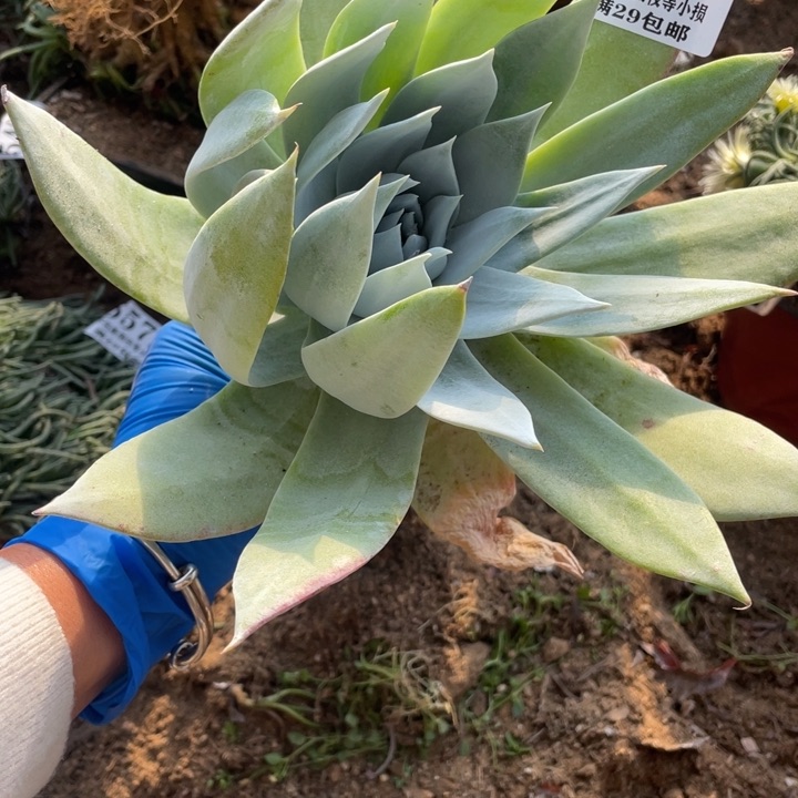 603号雪山多肉植物