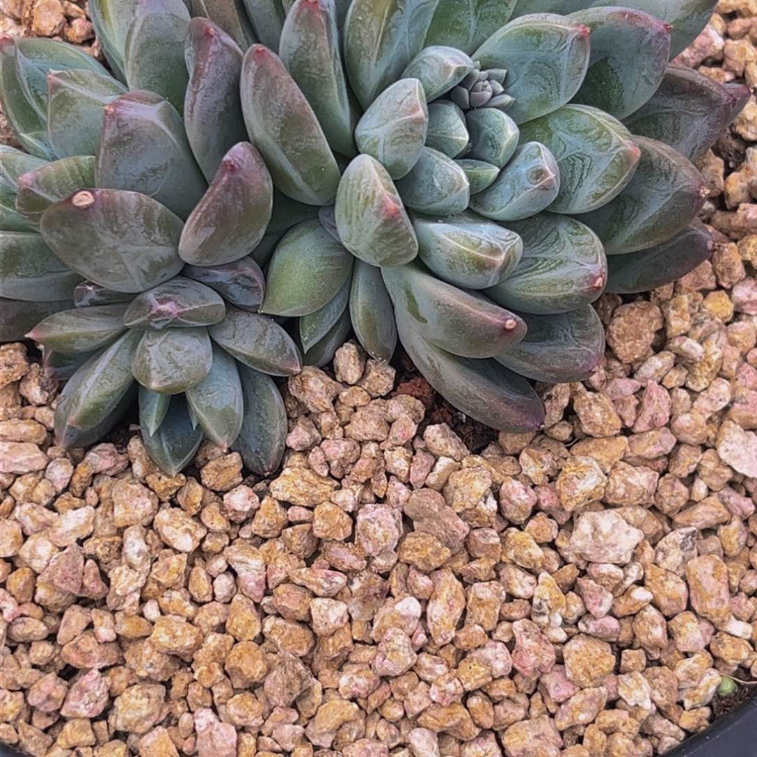 1501下午多肉植物群生