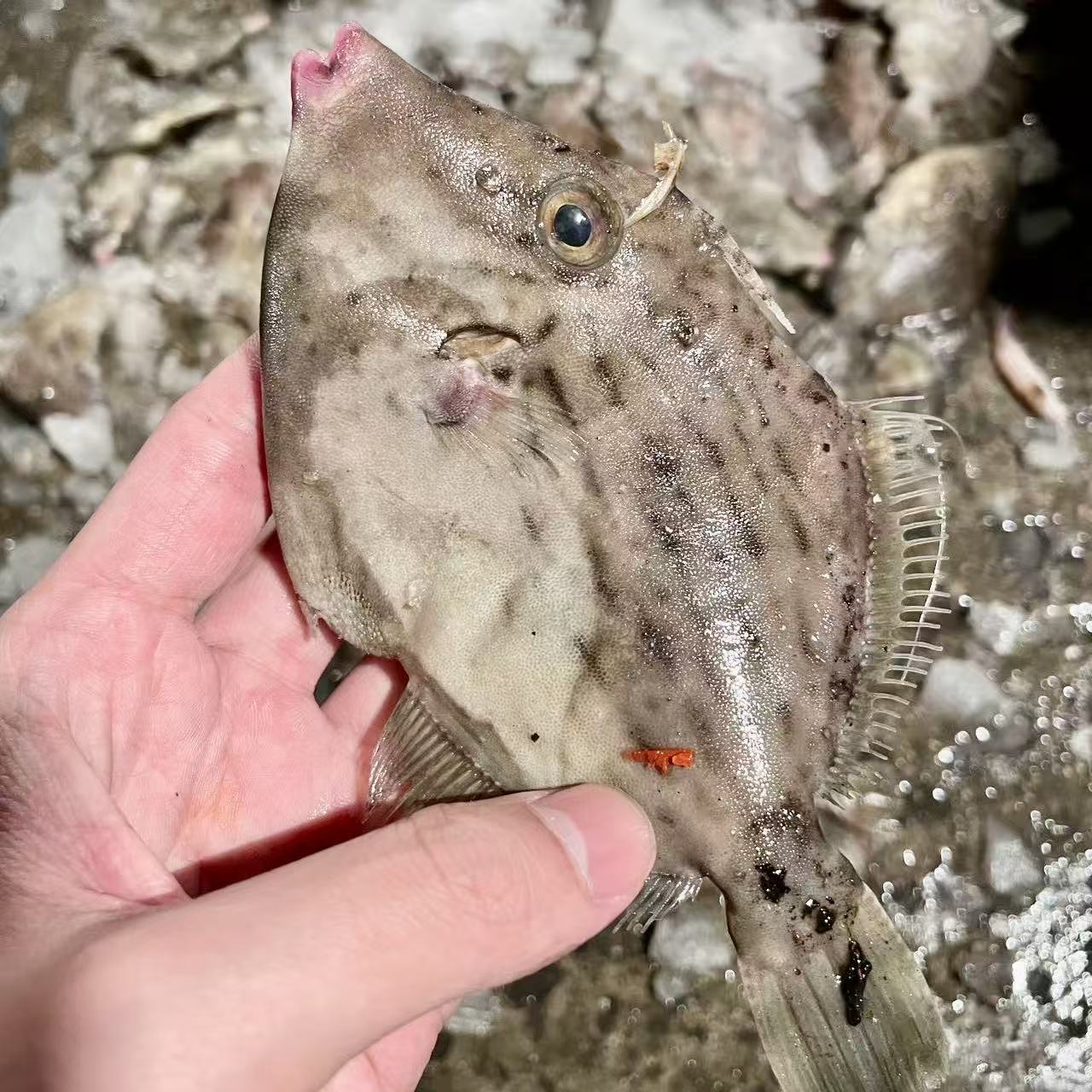 海门本港野生 正圆迪 八卦迪 顺丰冷链发货