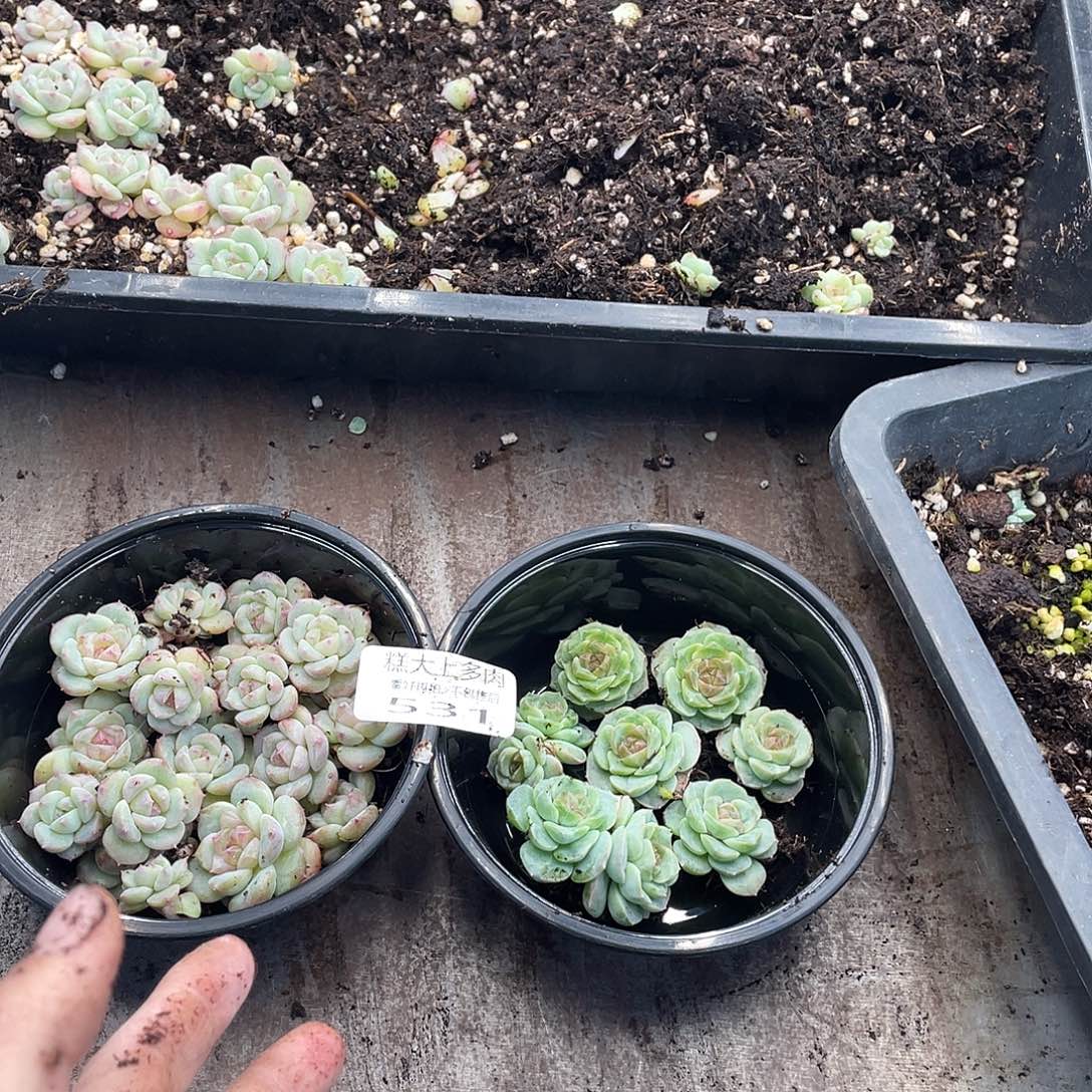 指***芜糕大上多肉植物531