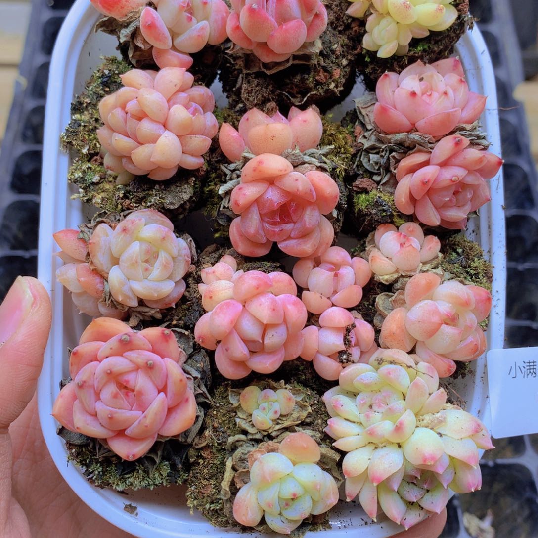 我要去看你的演唱了哦028