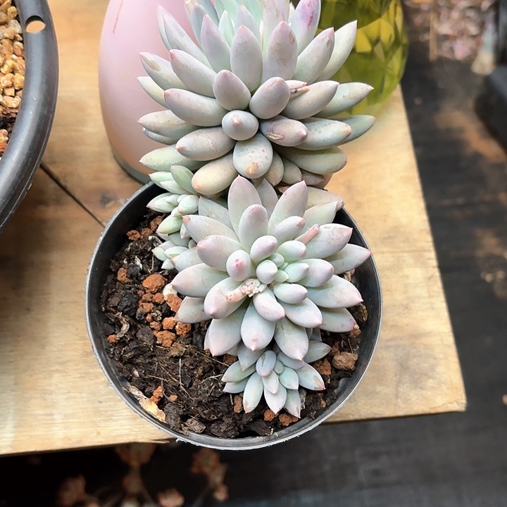 多肉植物，所罗门