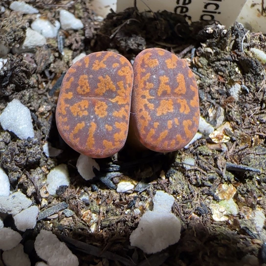 肉锥多肉植物组合-朱雀1513