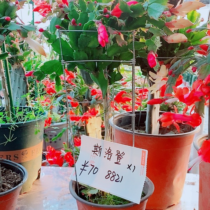 斯***登无花朵叶仙嫁接一物一拍福利
