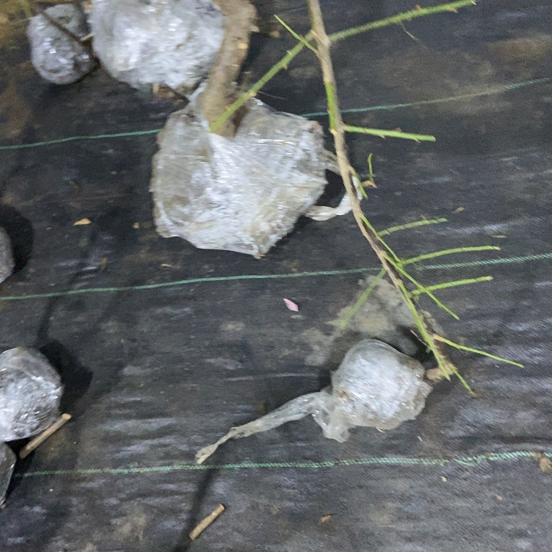 无花朵月影垂枝梅花