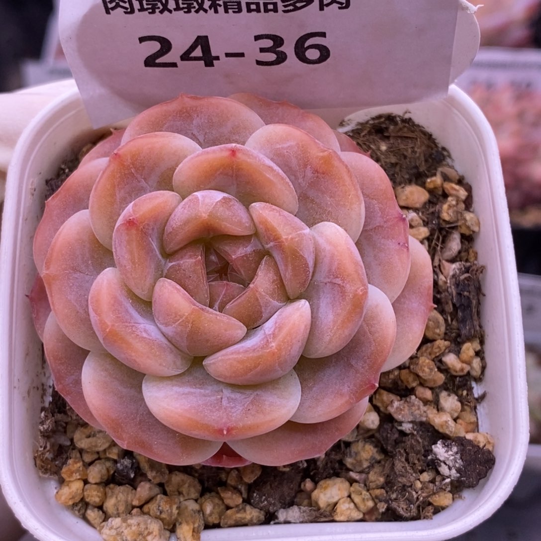 【闪购商品】24-36