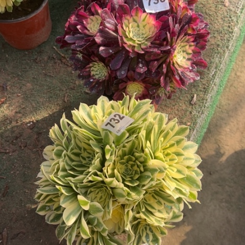 736铜壶锦，732迈巴赫多肉