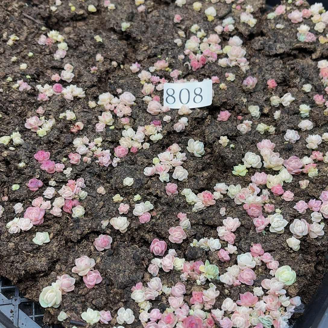 多肉植物多肉植物808