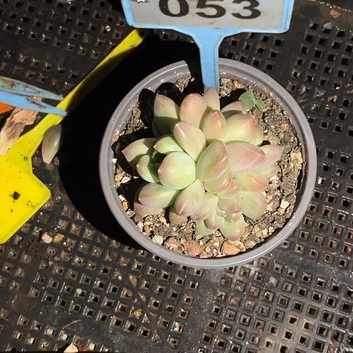 勇***前多肉植物x系群053