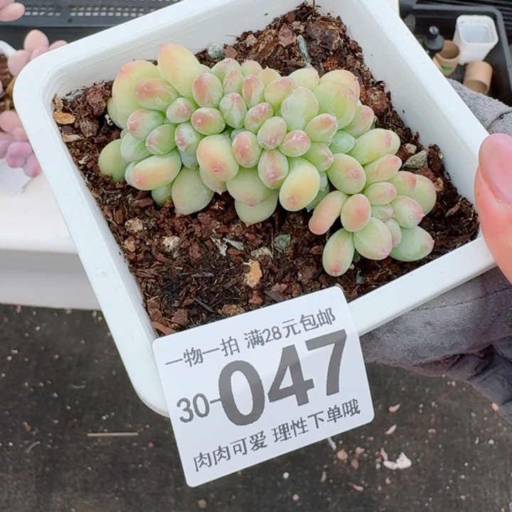 三日月美人多肉多肉植物多肉多