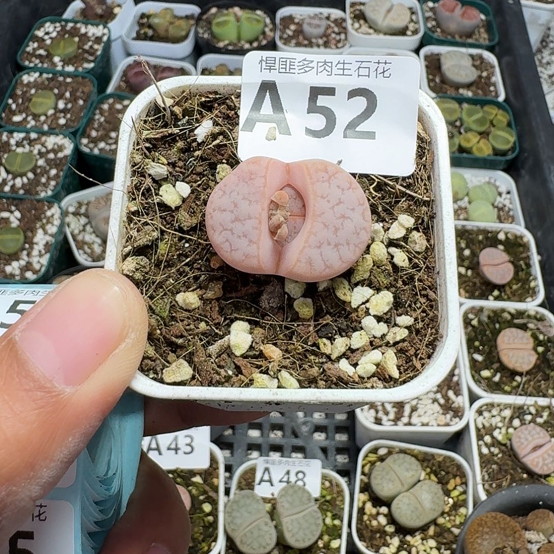 52多肉植物多肉植物