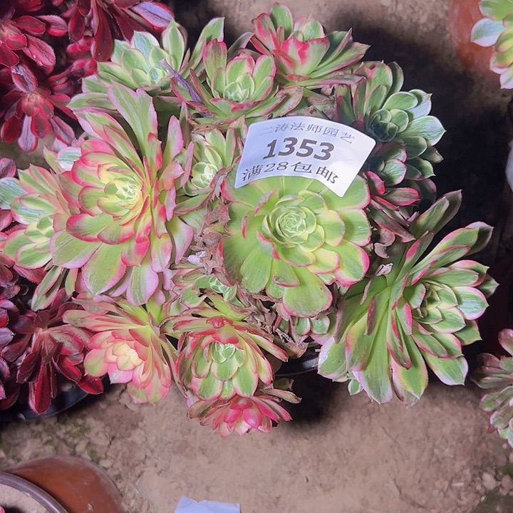 1353海王多肉2号