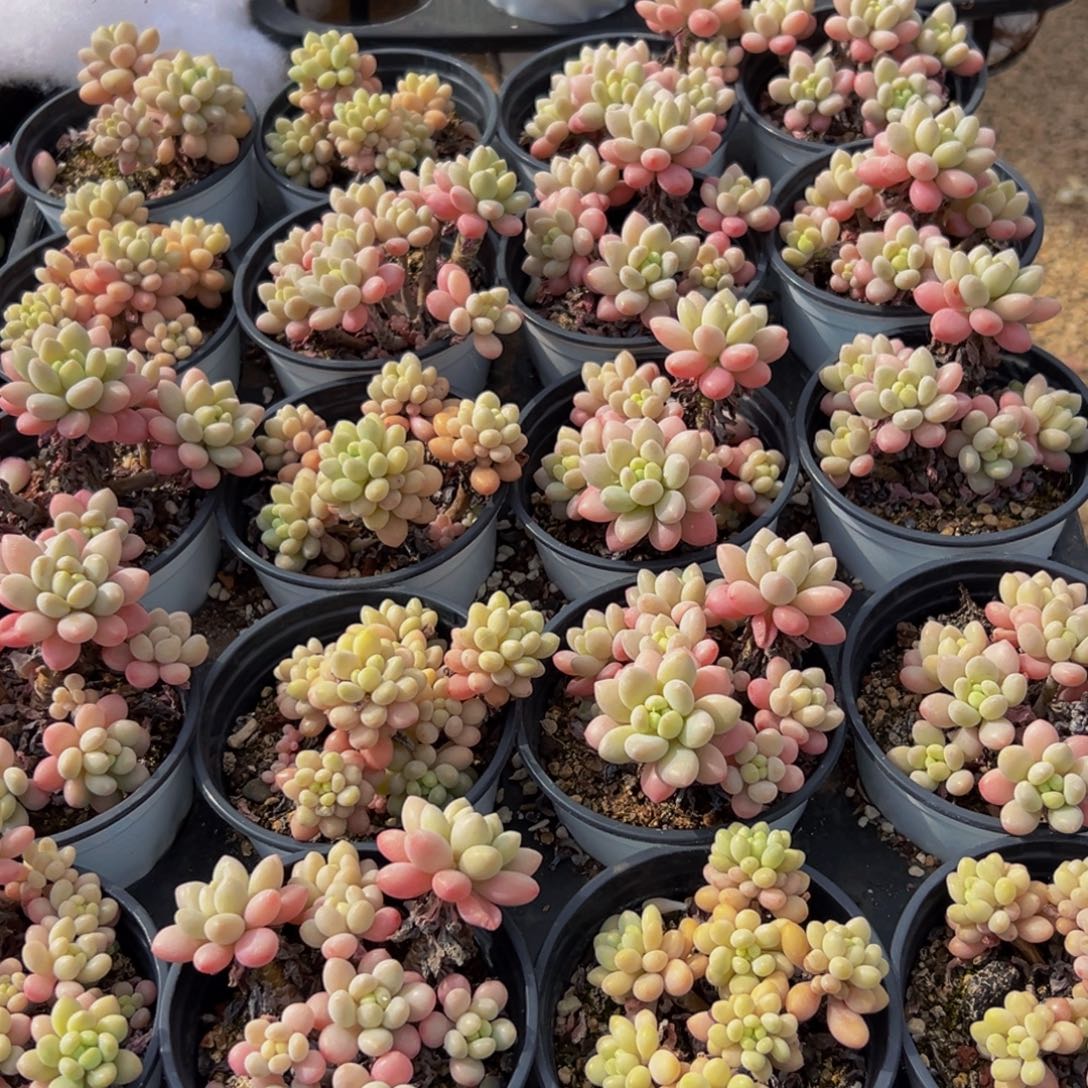 宁***麻995多肉菜的做法和