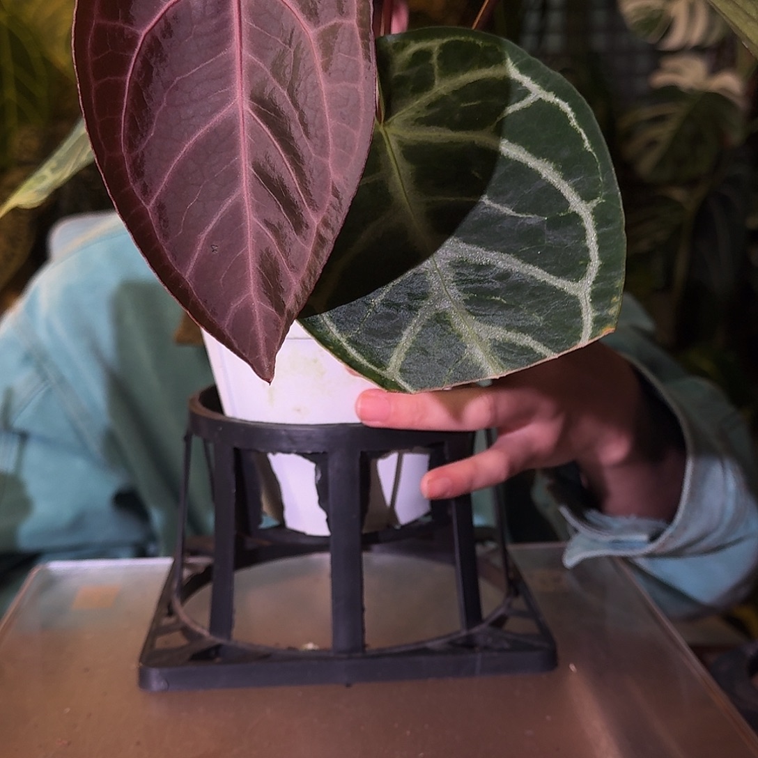 不开花植物A78skg红杂紫水晶