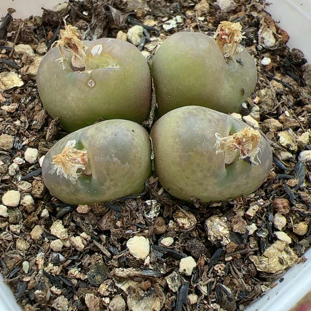 【闪购商品】340 双12 福利