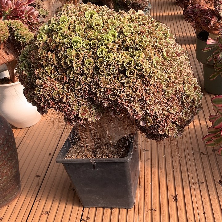 玫瑰朵朵脱土发货啊