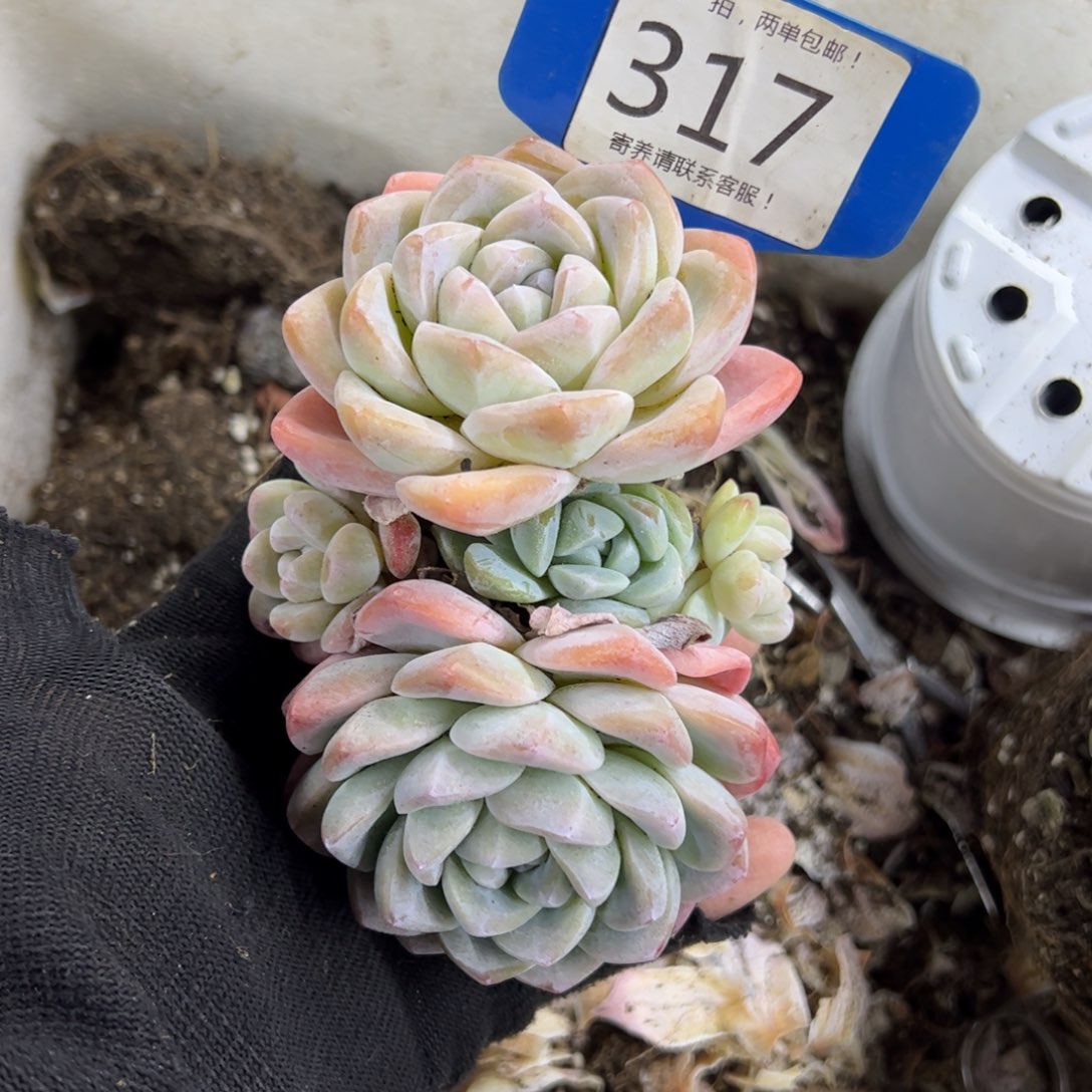 红陶?****?317号多肉植物
