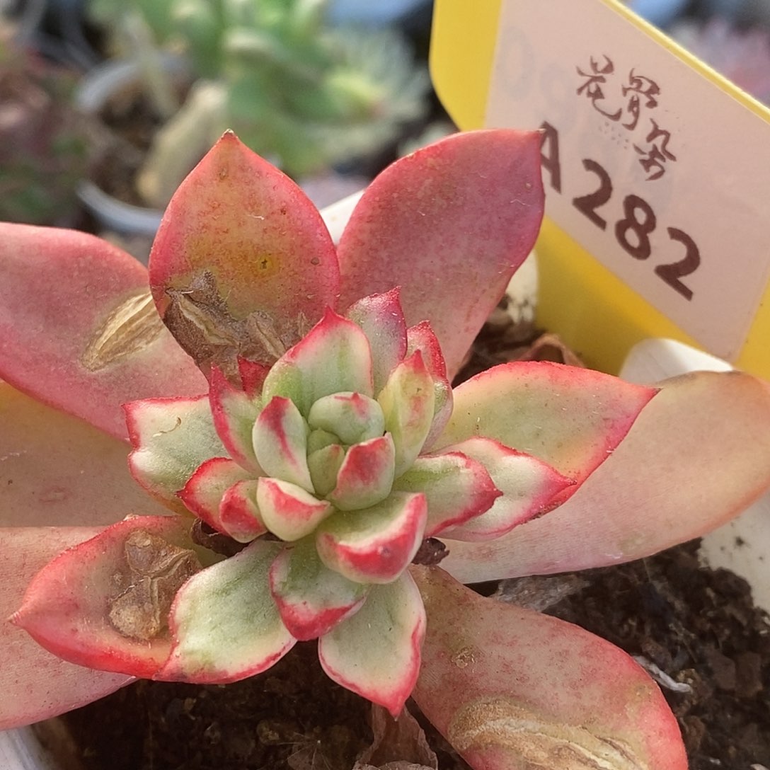 282福利哈哈哈哈哈