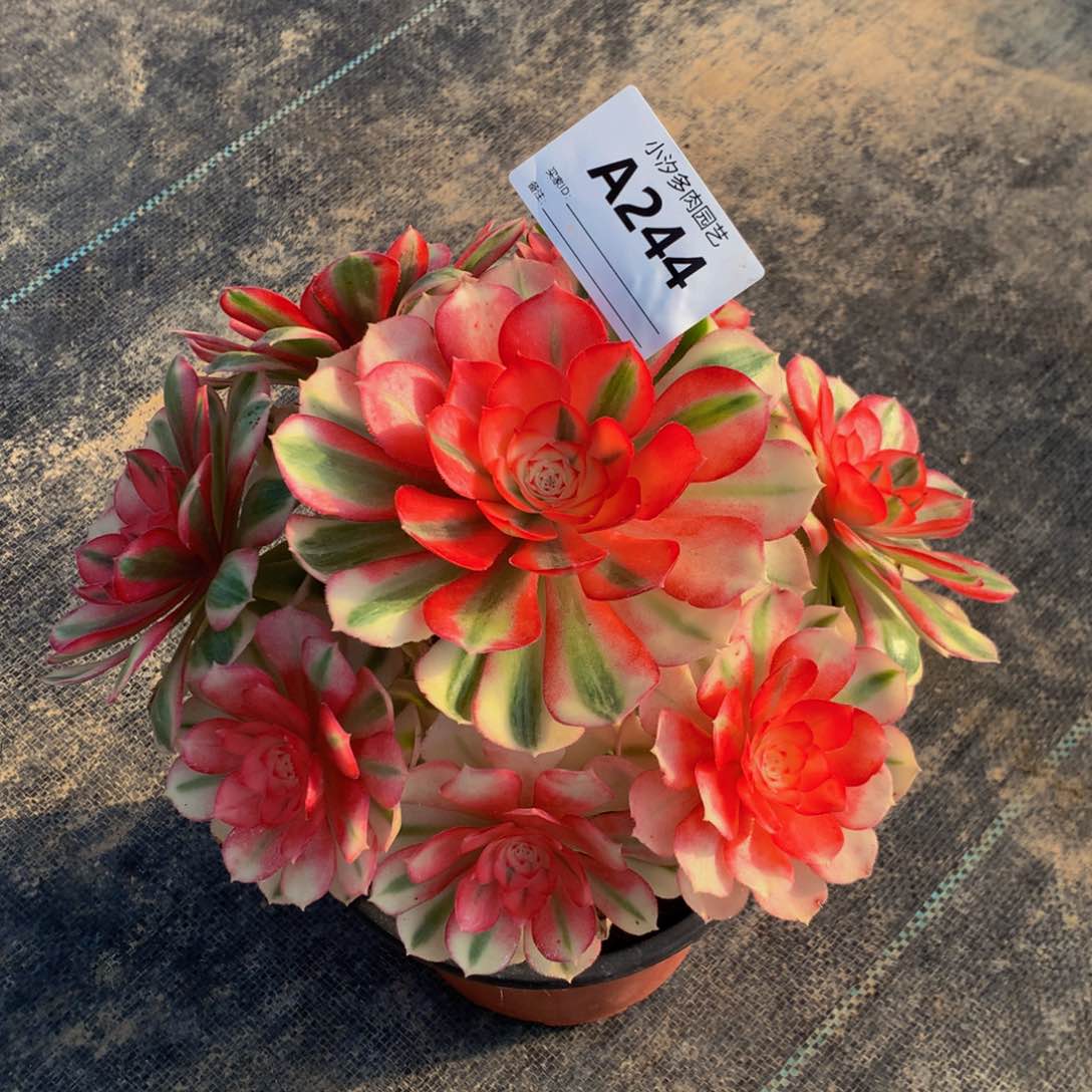 杨*倾城2440000000