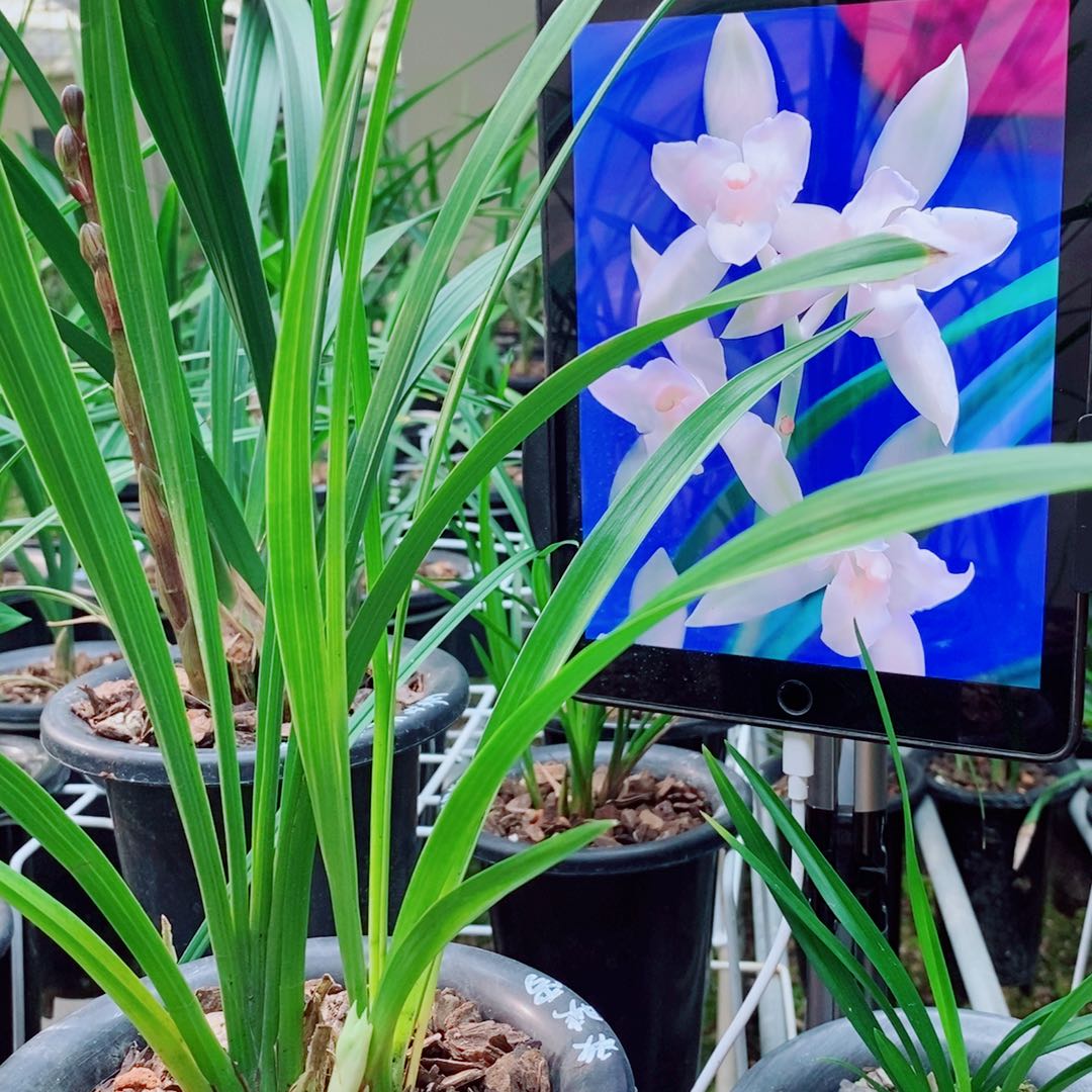 大部分花苞少量开放