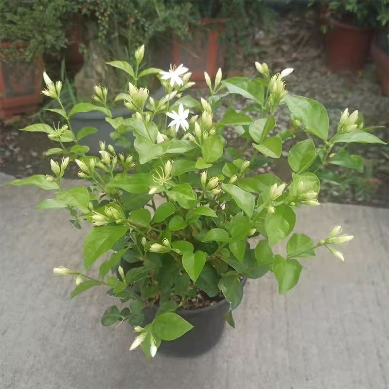 【云南基地】茉莉花盆栽四季开鲜花卉香水笔尖茉莉带花苞驱蚊盆栽