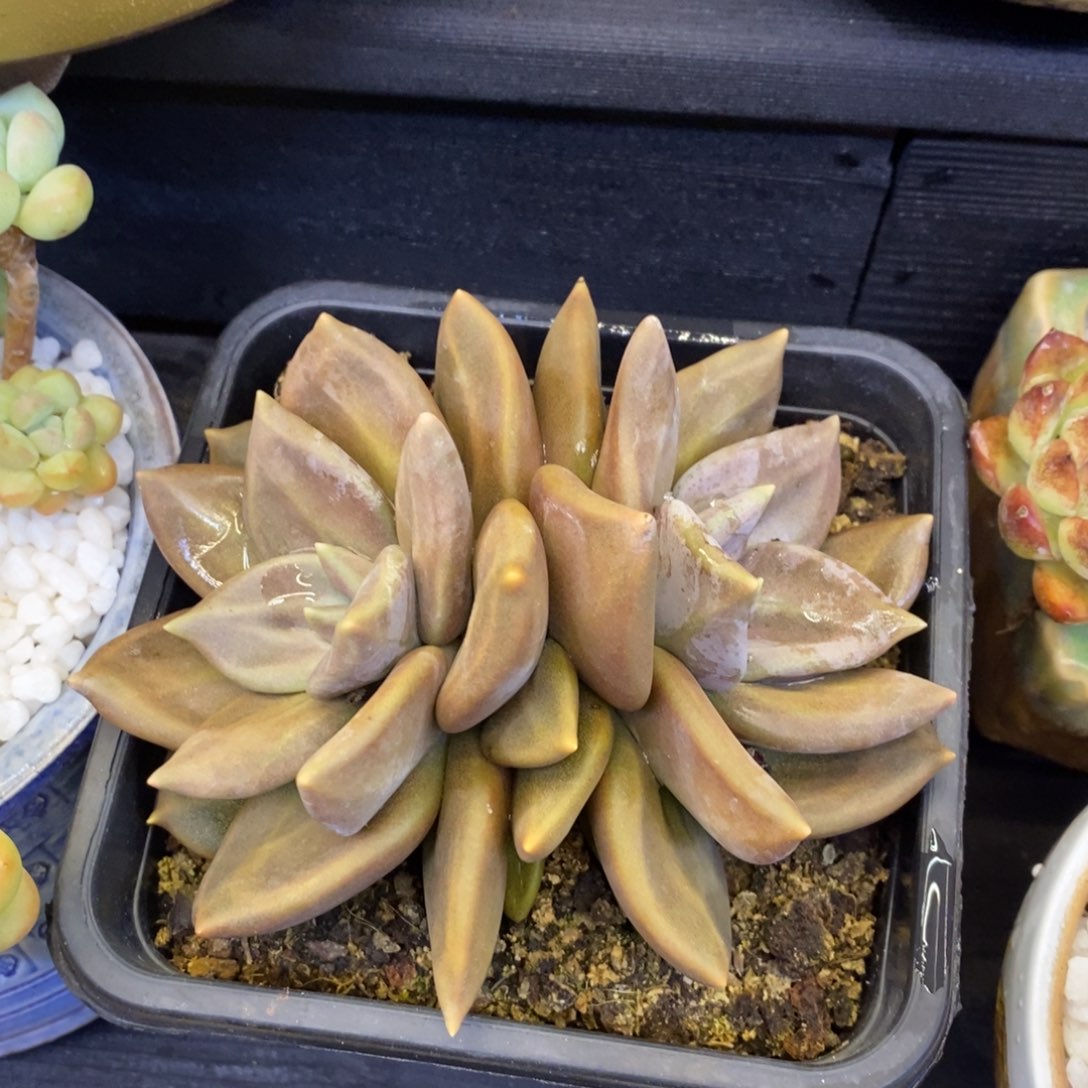 惜春多肉植物盆栽