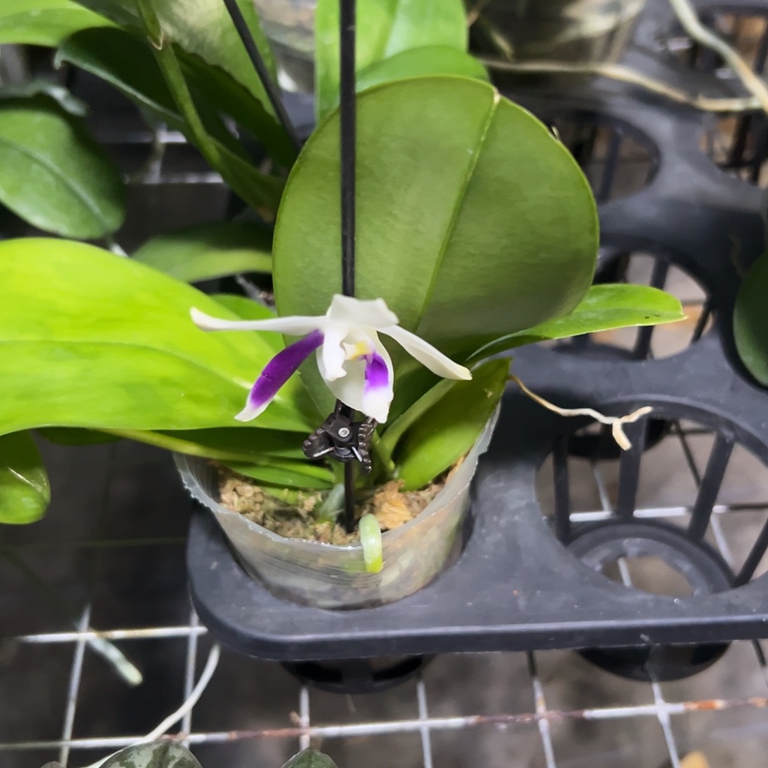 完全开放蓝白跳2.8带花