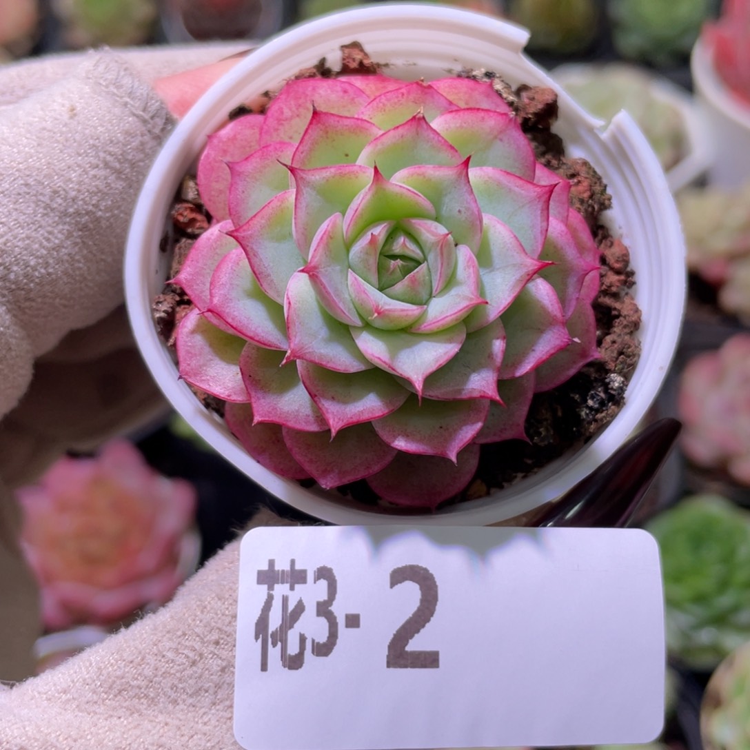 花利美3-2女王玫瑰