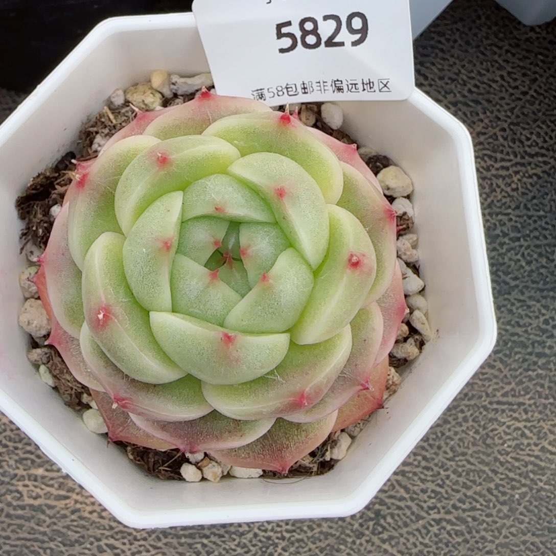 绿包子珍妮，5829多肉植物