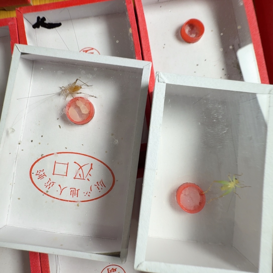 拍下一只短须汊口大黄龄加翡翠蛉短须