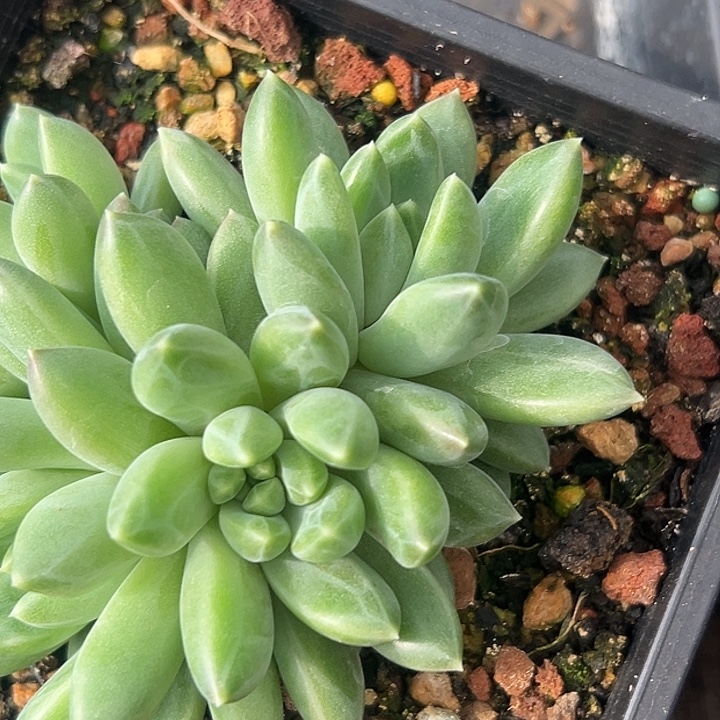 美人特价一物一拍