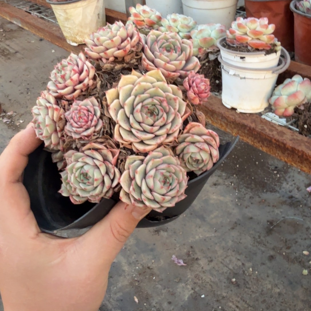 苯巴蒂斯手捧老桩