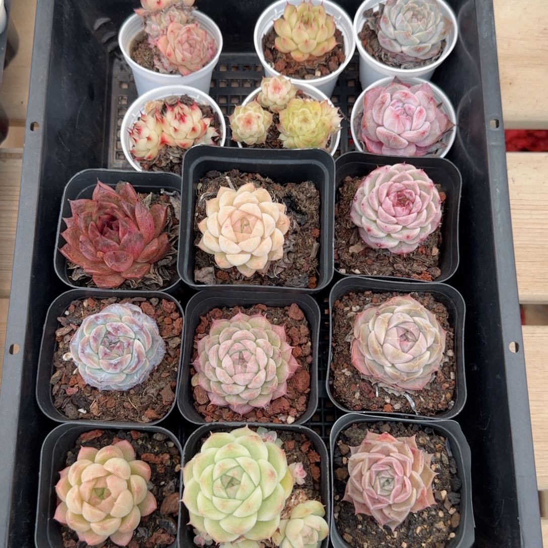 雨**漫框拍框拍0203-48