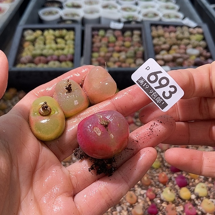 大舅生石花肉锥多肉693