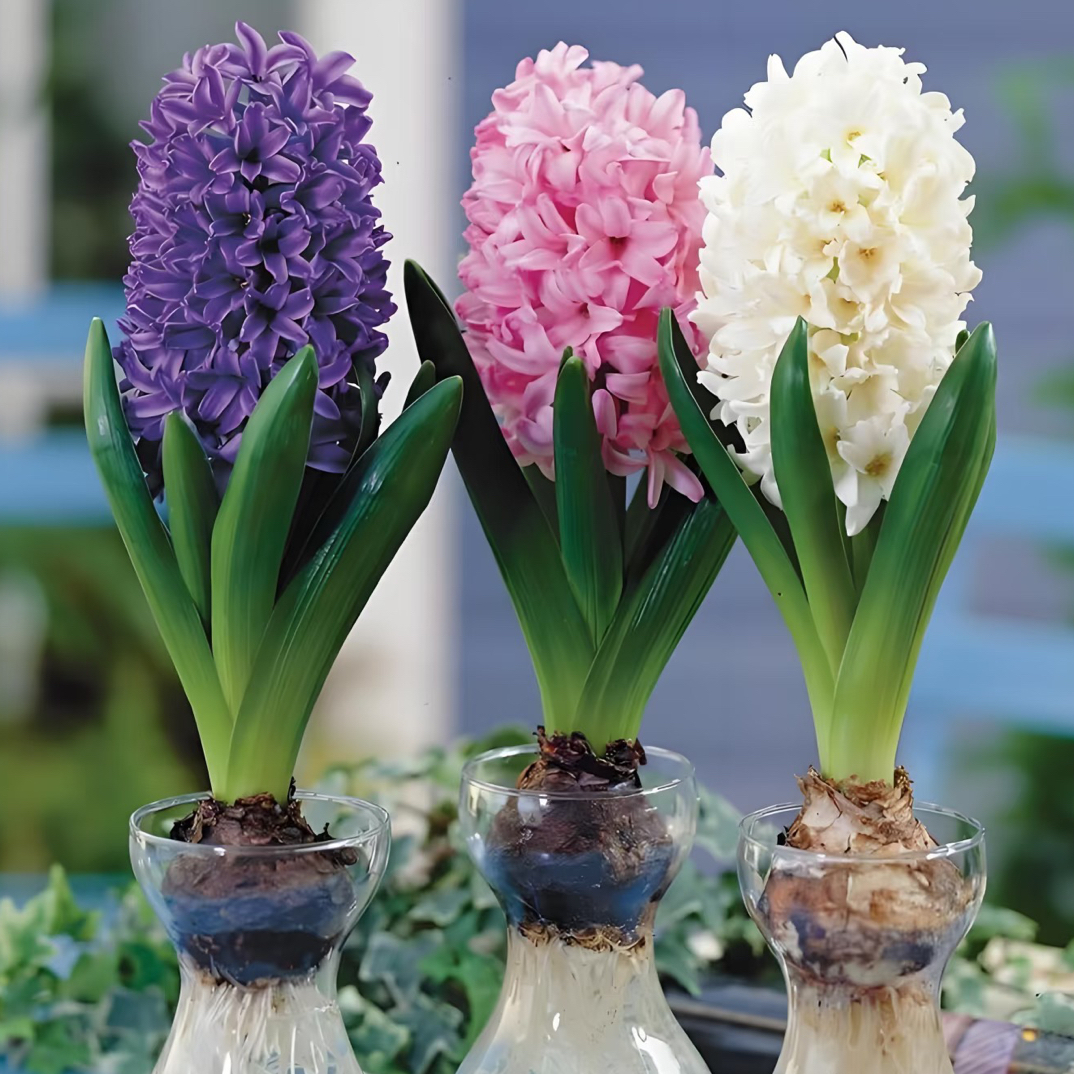 进口风信子种球水养土培冬季水培带芽耐寒易活花卉盆栽植物室内花