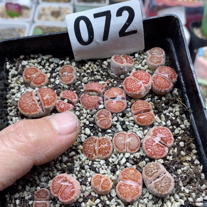 072红菊精品带盆