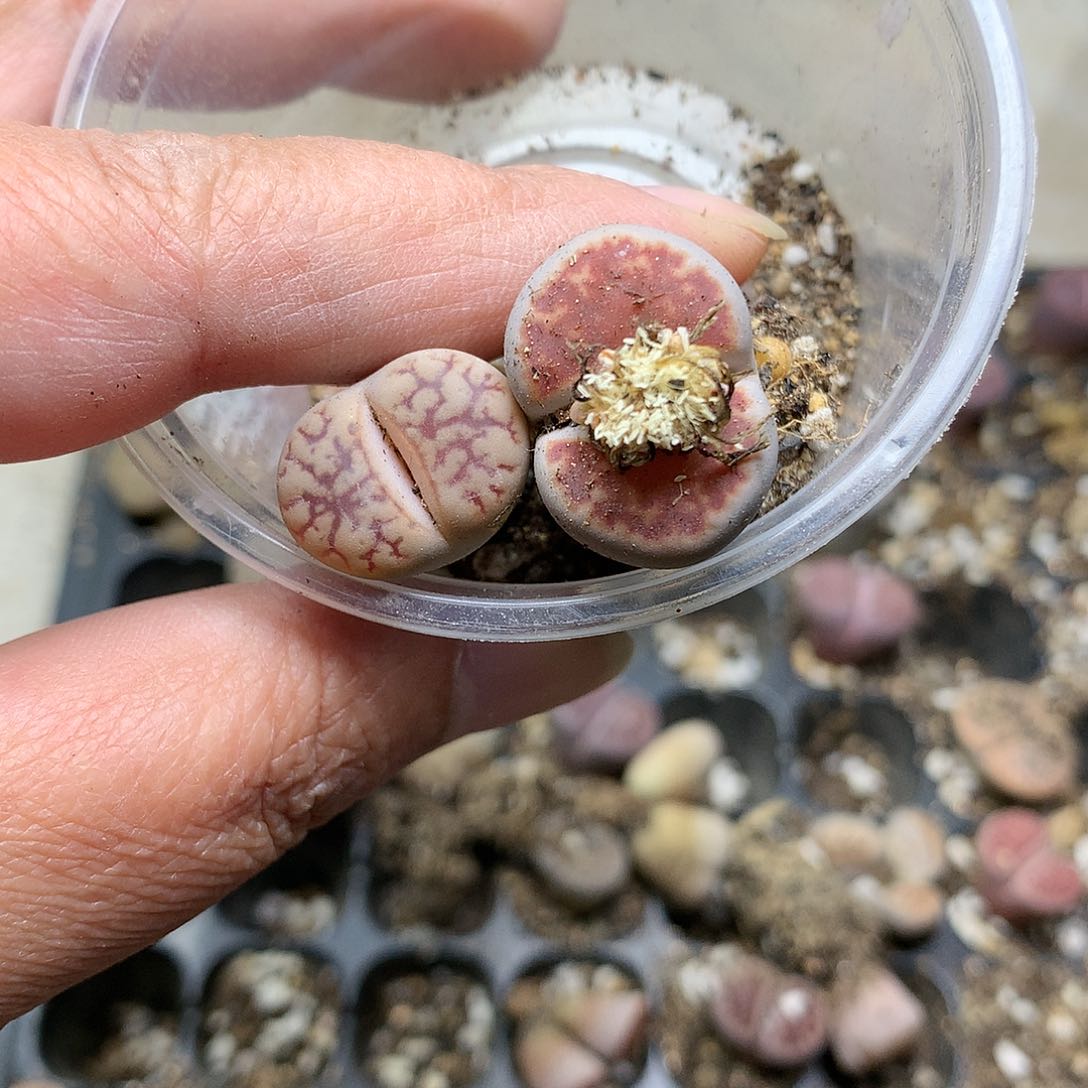 芷*K30多肉植物保护研究所