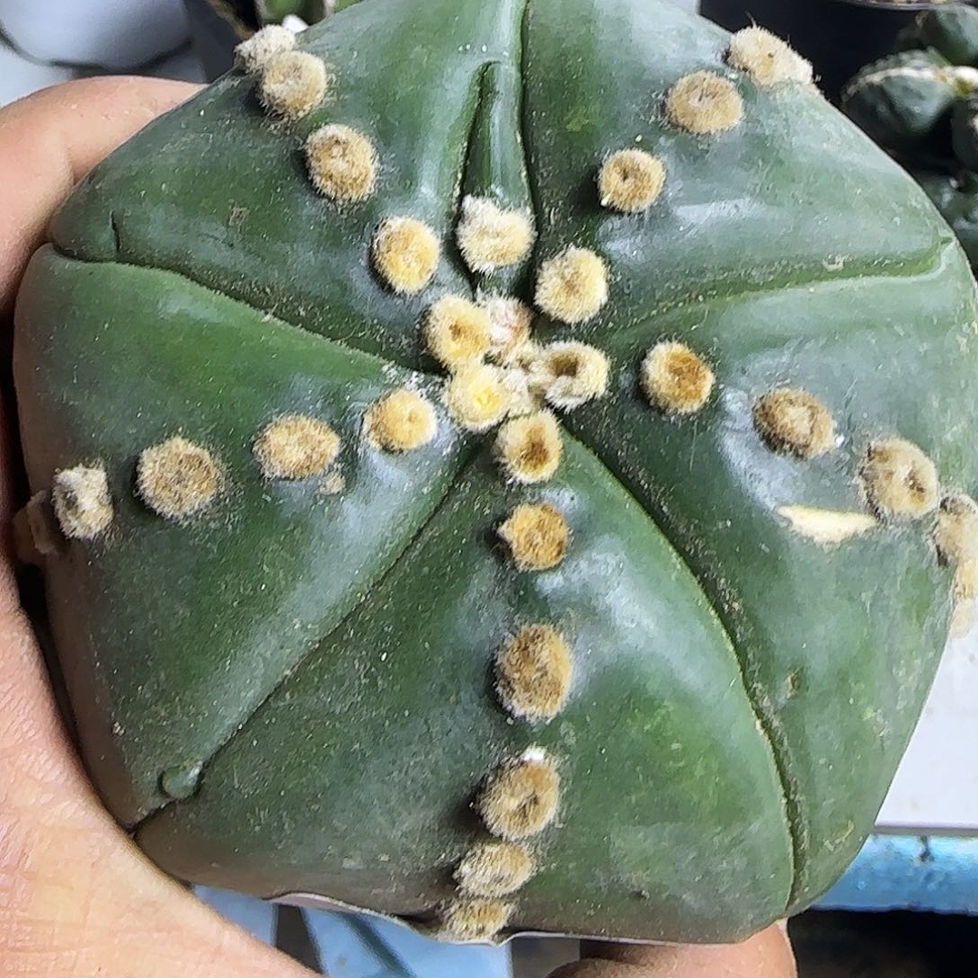 五瓣连琉璃都850仙人球