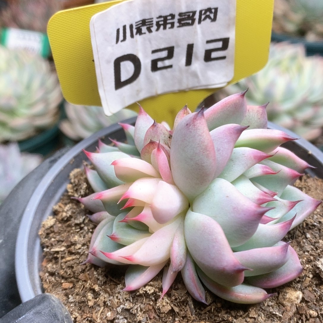 212锦锦锦锦锦锦