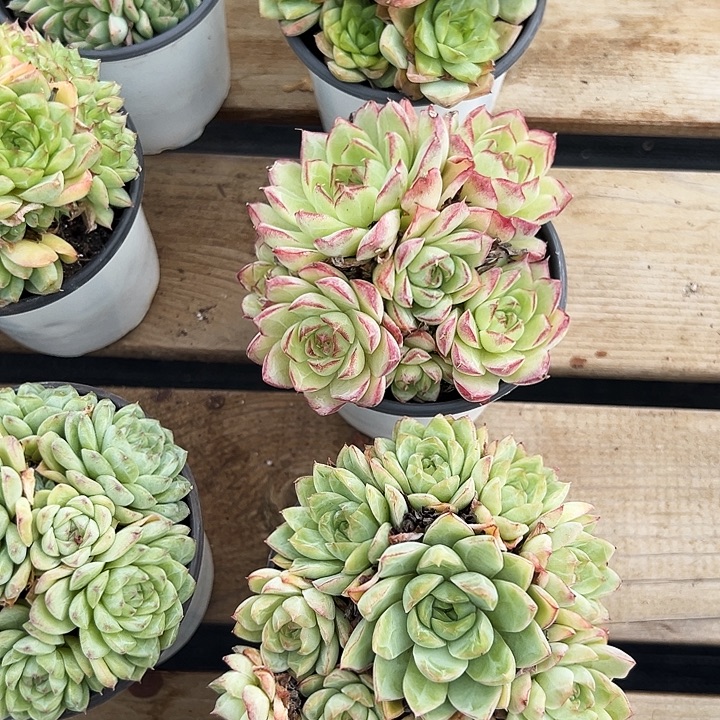 原盆麦秆  福利多多