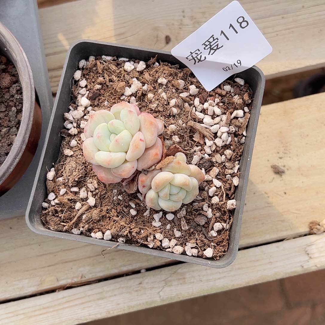 直播福利一物一拍118